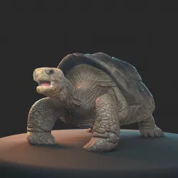 Large land turtle PBR  Low-poly 3D model