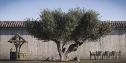 Olive Tree 01 RETOPO 3D model
