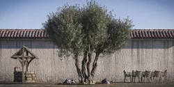Olive Tree 02 RETOPO  3D model