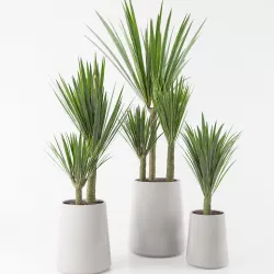 Palm collection 3D model