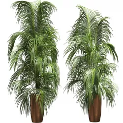 Palm trees to the ceiling - 2 models 3D model