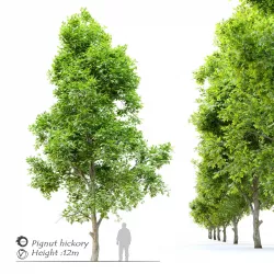 Pignut hickory- Carya glabra 2 3D model