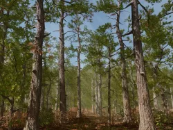 Pine trees forest Low-poly 3D model