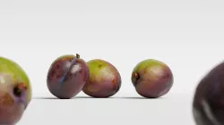 Plum 001 3D model