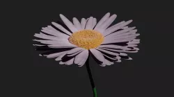 Purple Daisy 3D model