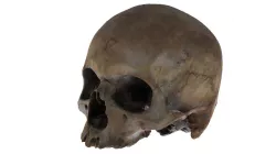 Realistic Human Skull High Poly  3D model