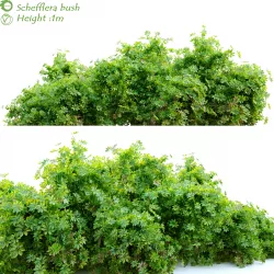 Schefflera bush 3D model