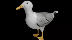 Seagull  Low-poly 3D model