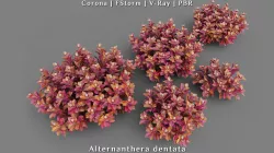 Set of Alternanthera dentata groundcover plant 3D model