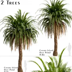 Set of Canary Island Date Palm or Phoenix Canariensis Trees 3D model