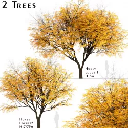 Set of Honey Locust or Gleditsia Triacanthos Trees - 2 Trees 3D model