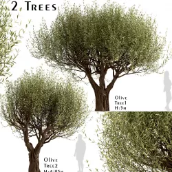 Set of Olive or Olea Europaea Trees - 2 Trees 3D model