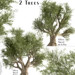 Set of Olive or Olea Europaea Trees - 2 Trees 3D model