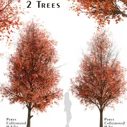 Set of Pyrus Calleryana or Callery Pear Trees - 2 Trees 3D model