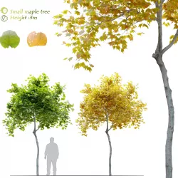 Small maple tree 3D model