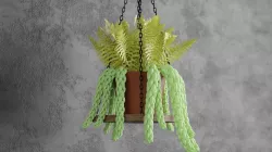  Succulent plant 3D model