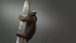 Three-Toed Sloth 3D model