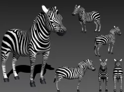 Zebra Zebre  Low-poly 3D model