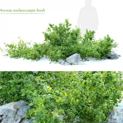 Aronia melanocarpa bush with rocks 3D model