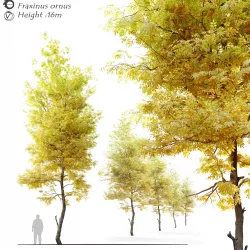 Autumn Fraxinus ornus 3D model
