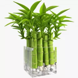 Bamboo 3D model