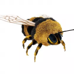Bumblebee cartoon Low-poly 3D model