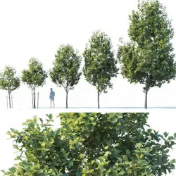 Common oak Nr1 H3-9m Five tree set 3D model