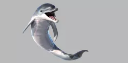 Dolphin 3D model