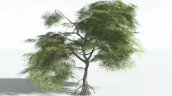 EVERYPlant Red Mangrove LowPoly SINGLE --1 Model-- Low-poly 3D model