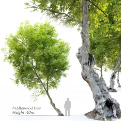 Fiddlewood tree 3D model