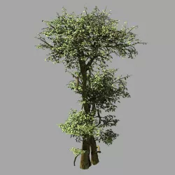 Garden-Garden-Tree 56 3D model