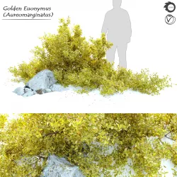 Golden Euonymus bush with rock 3D model