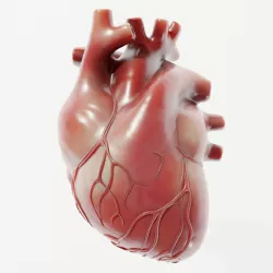Human Heart Low-poly 3D model