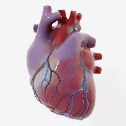 Human Heart Low-poly 3D model