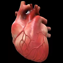 Human Heart Low-poly 3D model