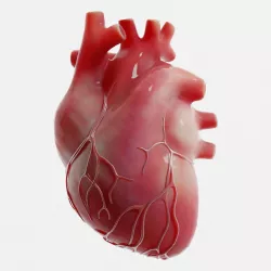 Human Heart Low-poly 3D model
