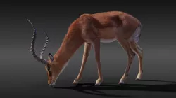 Impala 3D model