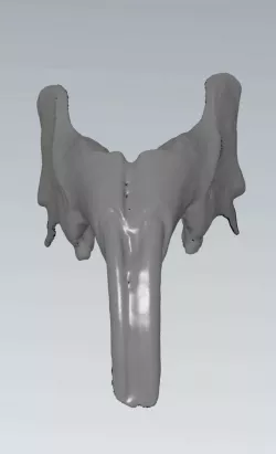 MakeIT Rat Skull Jaw Animal Jaw Mask 3D Model  3D model
