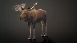 Moose Male 3D model
