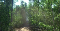 Nature Package - Forest Environment Unity Low-poly 3D model