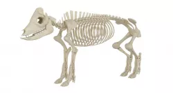 Pig Skeleton 3D model