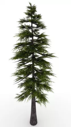 Pine Tree 3D model