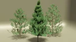 Pines 3D model