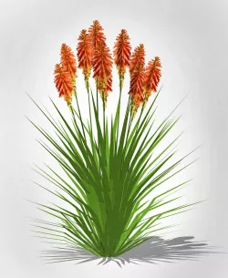 Plant Kniphofia uvaria torch lily Low-poly 3D model