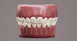 Primary Human Teeth PBR 3D model