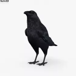 Raven HD 3D model