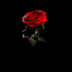 Rose 3d Model 3D model
