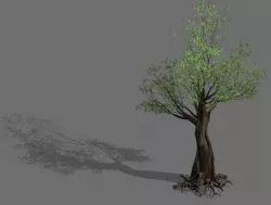 Salix-desert plant 12 3D model