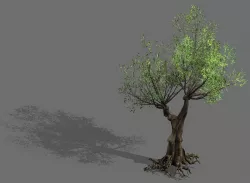 Salix-desert plant 14 3D model