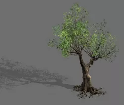 Salix-desert plant 15 3D model